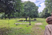Income-Ready Farm Lot for Sale in San Juan, Batangas: 1.5 Hectares with Rest House!