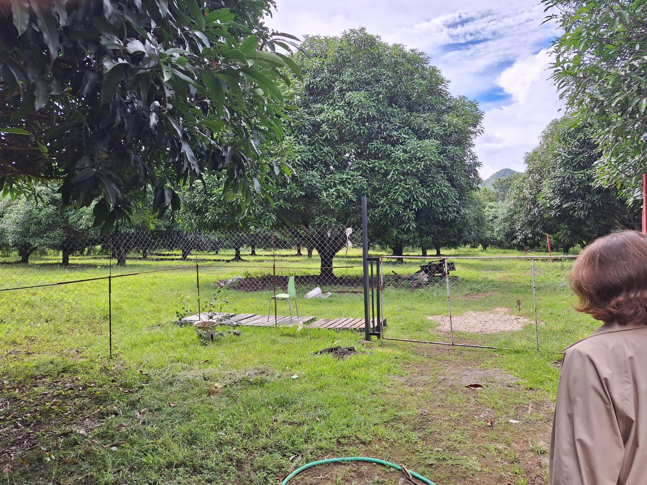 Income-Ready Farm Lot for Sale in San Juan, Batangas: 1.5 Hectares with Rest House!