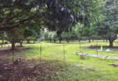Income-Ready Farm Lot for Sale in San Juan, Batangas: 1.5 Hectares with Rest House!