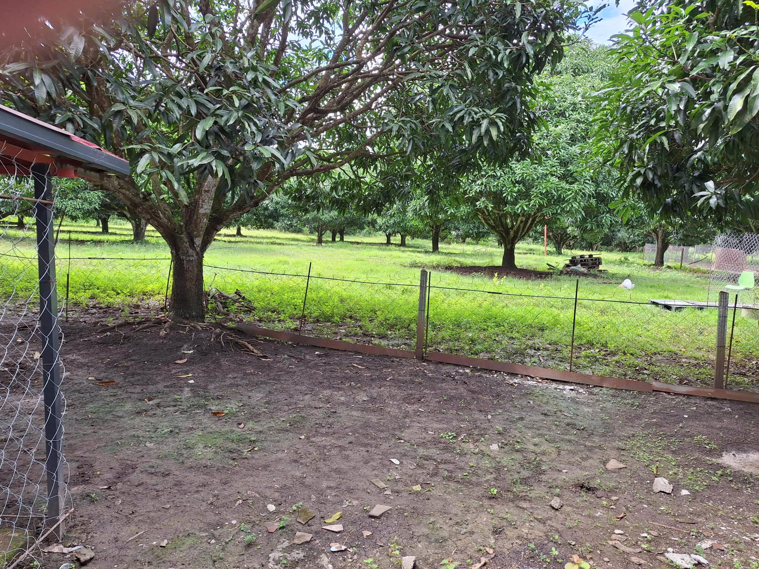 Income-Ready Farm Lot for Sale in San Juan, Batangas: 1.5 Hectares with Rest House!