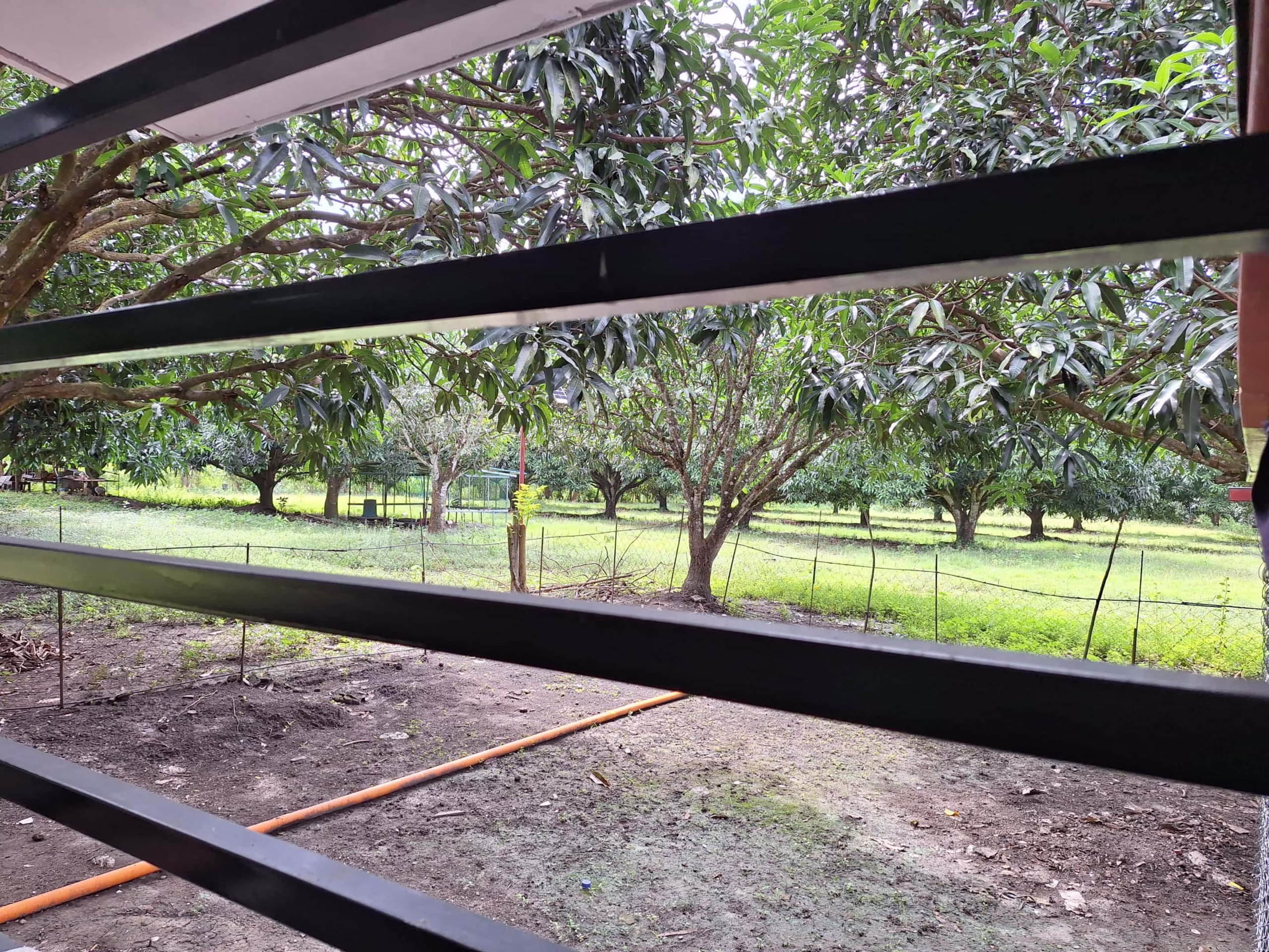 Income-Ready Farm Lot for Sale in San Juan, Batangas: 1.5 Hectares with Rest House!